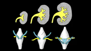 Development of Urinary System - Part 1