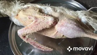 В каком возрасте убирать Гусей на мясо