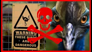 World’s Most Dangerous Bird - The Cassowary | Southern Cassowary | Deadliest Birds on the Planet