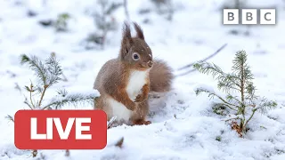 🔴 LIVE wildlife cameras 🐰 22 January ❄️ BBC Winterwatch 2023