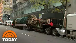 75-foot Christmas Tree Arrives In Rockefeller Center For Holiday Season | TODAY