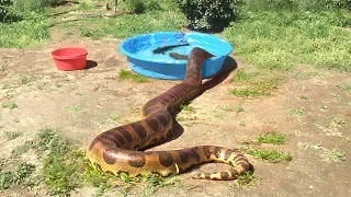 ANACONDA enters Water--FEEDS ON CATFISH