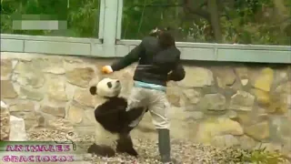 🐼 funny and cute panda-Most Beautiful Stories -Funny Pandas-Pandas Bebes Laughter Videos(2020)🐼