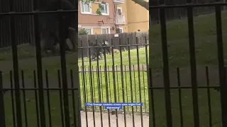 Woman Set Upon By Three Out Of Control Dogs In London Park In Vicious Attack