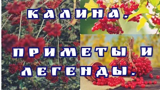 #приметы Приметы про калину/Калина красная #легенды #мифы