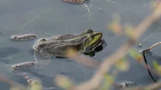 Как квакают лягушки