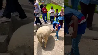 Sheep Feeding 🌿🐏
