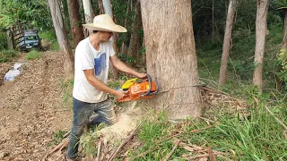 Derrubando eucalipto se não tiver as manhãs não entra não