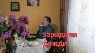 улитки,начался сбор и пошли дожди