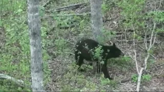 Black bears in Western North Carolina