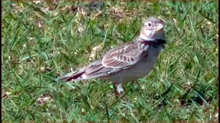 Audio de la Calandria común.HD