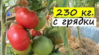 Помидоры в теплице: ЭТОТ МЕТОД ДАЕТ 230 кг. томатов С ОДНОЙ ГРЯДКИ! Будет большой урожай помидоров