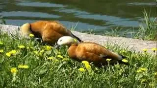 Огари в Москве / Ruddy Shelducks