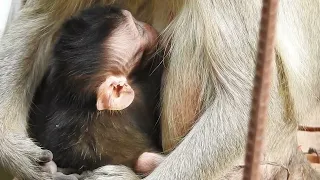 Baby monkey sleeps and hugs mom to get milk / Cute Macaque