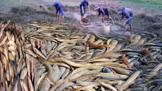 TOP VIDEOS, Fishing Techniques, Unique Fishing, Harvest Big Fish In The river Creat Traps Catch Fish