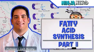 Metabolism | Fatty Acid Synthesis: Part 2 (Updated)