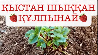 ҚҰЛПЫНАЙ ҚЫСТАН КЕЙІН. КЛУБНИКА ПОСЛЕ ЗИМЫ. Уход. Күту, тазалау, баптау.