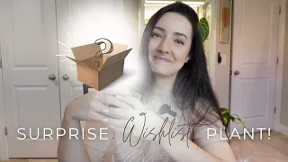 Surprise WISHLIST Plant Unboxing! | Receiving the Best Plant Mail Gift  🥹