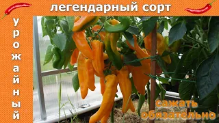 САМЫЙ УРОЖАЙНЫЙ СОРТ СЛАДКОГО ПЕРЦА