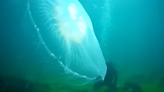 Обитатели Черного моря. Медуза Аурелия