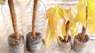 How to Propagate Mango Tree From Cutting | Mango Tree Cutting