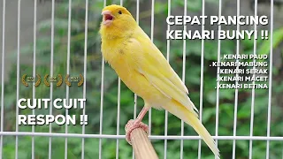 PANCINGAN Kenari GACOR PANJANG Cuit Cuit EMOSI‼️ MASTERAN Kenari PAUD belajar BUNYI | Episode 16