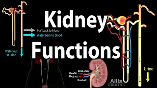 Kidney Homeostatic Functions, Animation