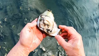 Fishing For Oysters In The River and Eating Them RAW in EDEN NSW AUSTRALIA