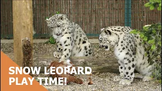 Snow leopards playing with Pinãtas! - The Big Cat Sanctuary!