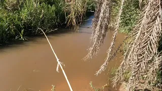 PESCA NA ÁGUA BARRENTA, CARDUMES DE PIAU E DOURADO E PIRACANJUBAS NESSE RIOZINHO!!!