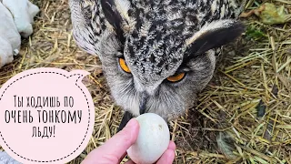 I help the owl to shift the egg. Oh, where is it?