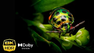 Best of 8K Hdr Animal Video Dolby Vision