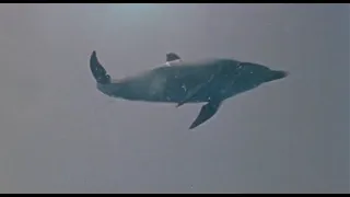 Sayonara Jupiter (1984) dolphin scene