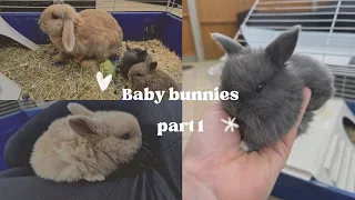 Our Rabbits Had Baby Bunnies! | Newborn Rabbits Part 1