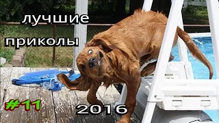 ЛУЧШИЕ ПРИКОЛЫ 2016 ИЮЛЬ!!!Самое смешное видео