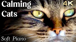 Cats 4K - Calming Cat Video TV Background with Calming Music to Reduce Stress