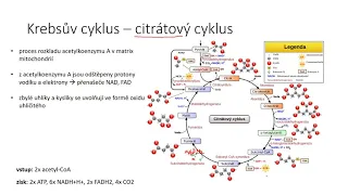 Buněčné dýchání III - Krebsův cyklus