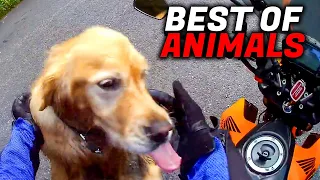 WHEN ANIMALS ATTACK | THE BEST OF BIKERS vs ANIMALS [45 Minutes]