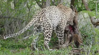 [close-up] Leopard Attack and Eat Hyena