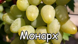 Виноград Монарх - Хризолит