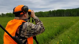 spring spot and stalk bears video