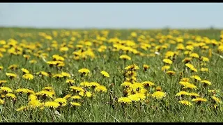 М.В.Лисенко Гавот на тему укр. Нар. Пісні “Ходить гарбуз по городу” для фортепіано