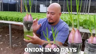 Wow Onion after 40 DAYS using Hydroponics method