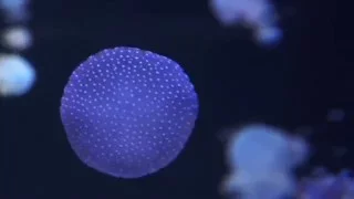 Шоу медуз острова Тенерифе / Show jellyfish Tenerife