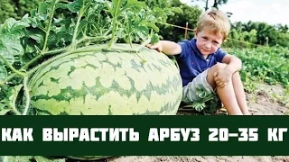 Выращивание арбузов