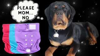 Female Rottweiler First Heat Cycle | Dog Diaper Review & Try On