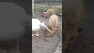 Pelican trying to eat a capybara