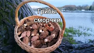 Где правильно искать грибы сморчки и их шапочку?