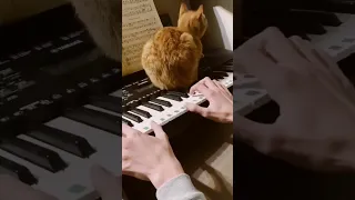 Кот мешает играть на пианино. A kitten gets in the way of playing the piano. #shorts #cat #piano