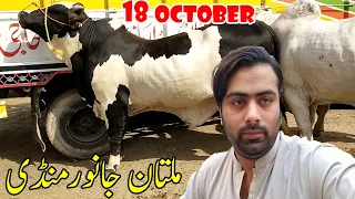 Multan Cow Mandi Heavy Bull For Sale Must Visit | Qurbani 2021 | | SS Tv |